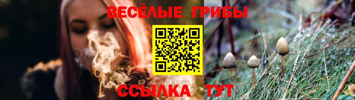 Галлюциногенные грибы Psilocybe Мценск